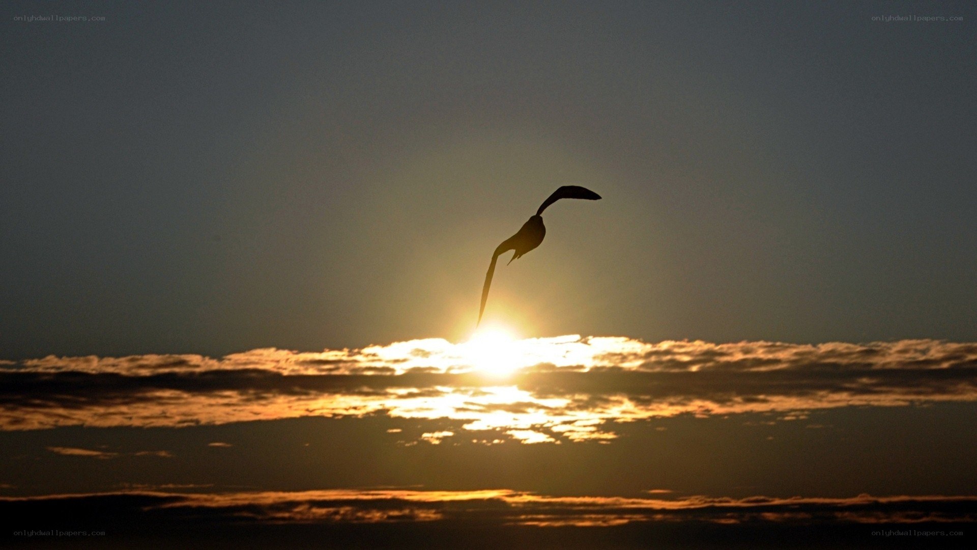 Seagull silhouetted against sunset