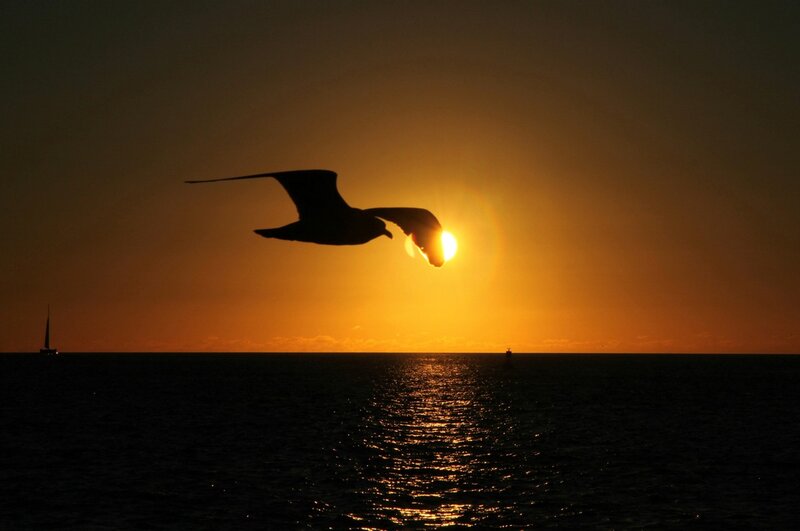 Seagull silhouetted at sunset