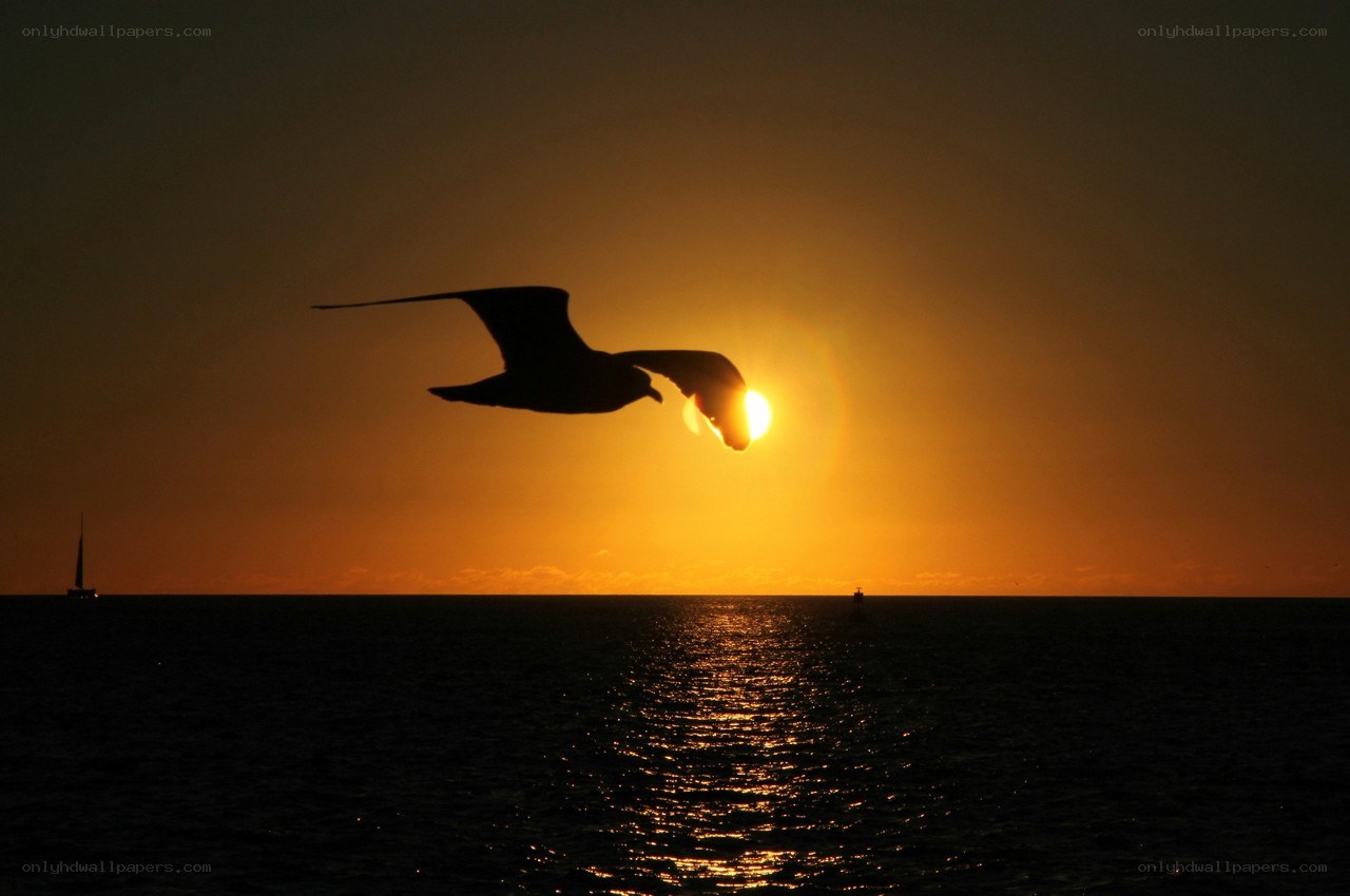 Seagull silhouetted at sunset