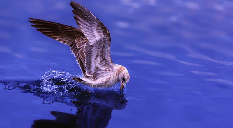 Seagull Skimming Water — Blue
