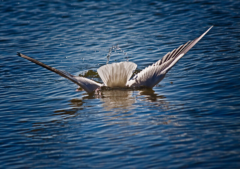 Seagull skimming water surface