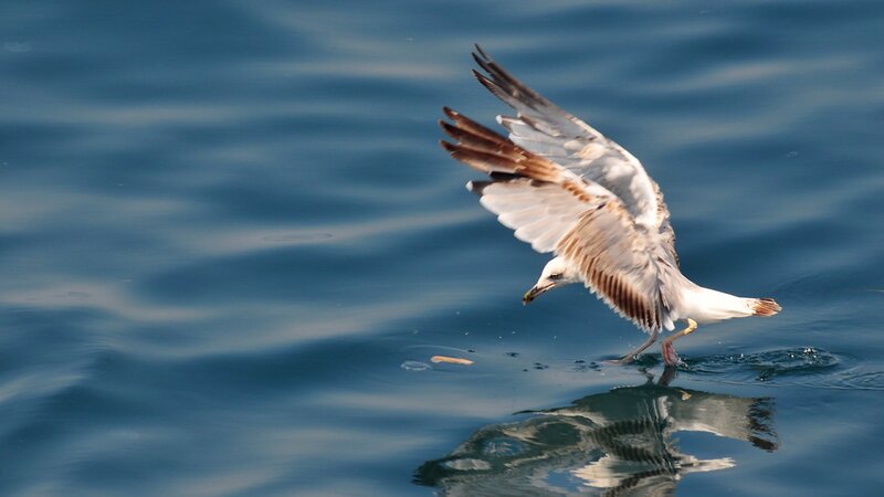 Seagull Skimming Water