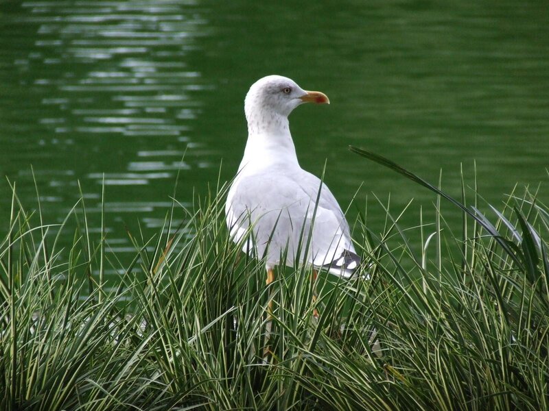 Seagull standing in grass