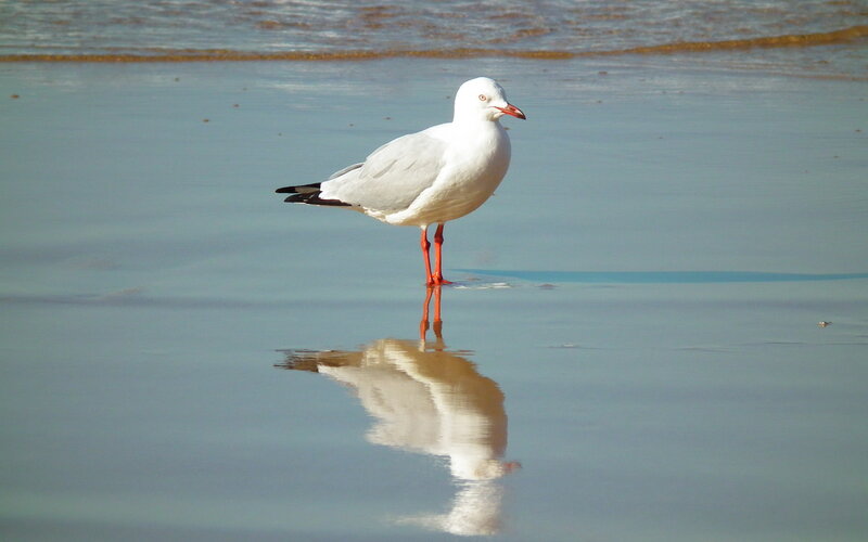Seagull standing in shallow water