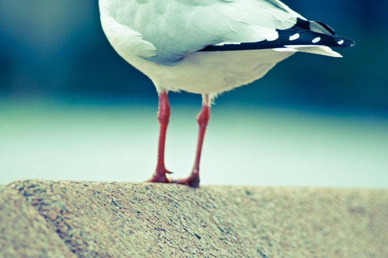 seagull standing on concrete