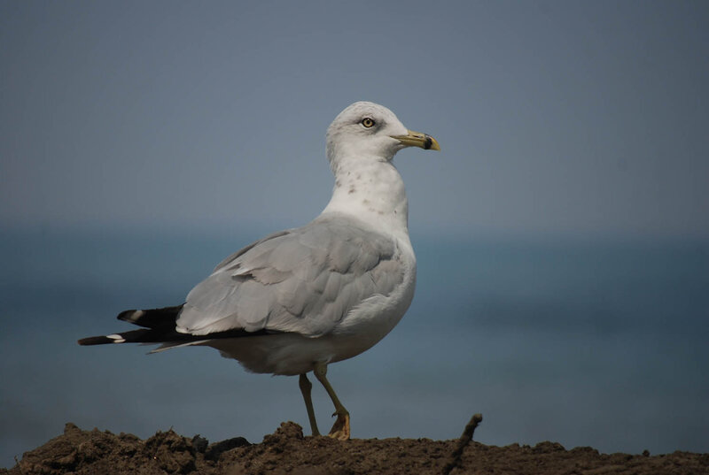 Seagull Standing on Dirt