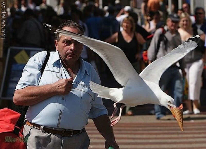 Seagull steals ice cream from man