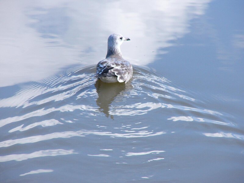 Seagull swimming in water