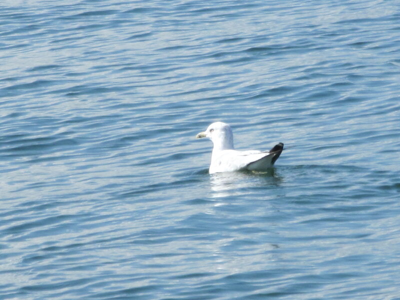 Seagull Swimming in Water — Blue