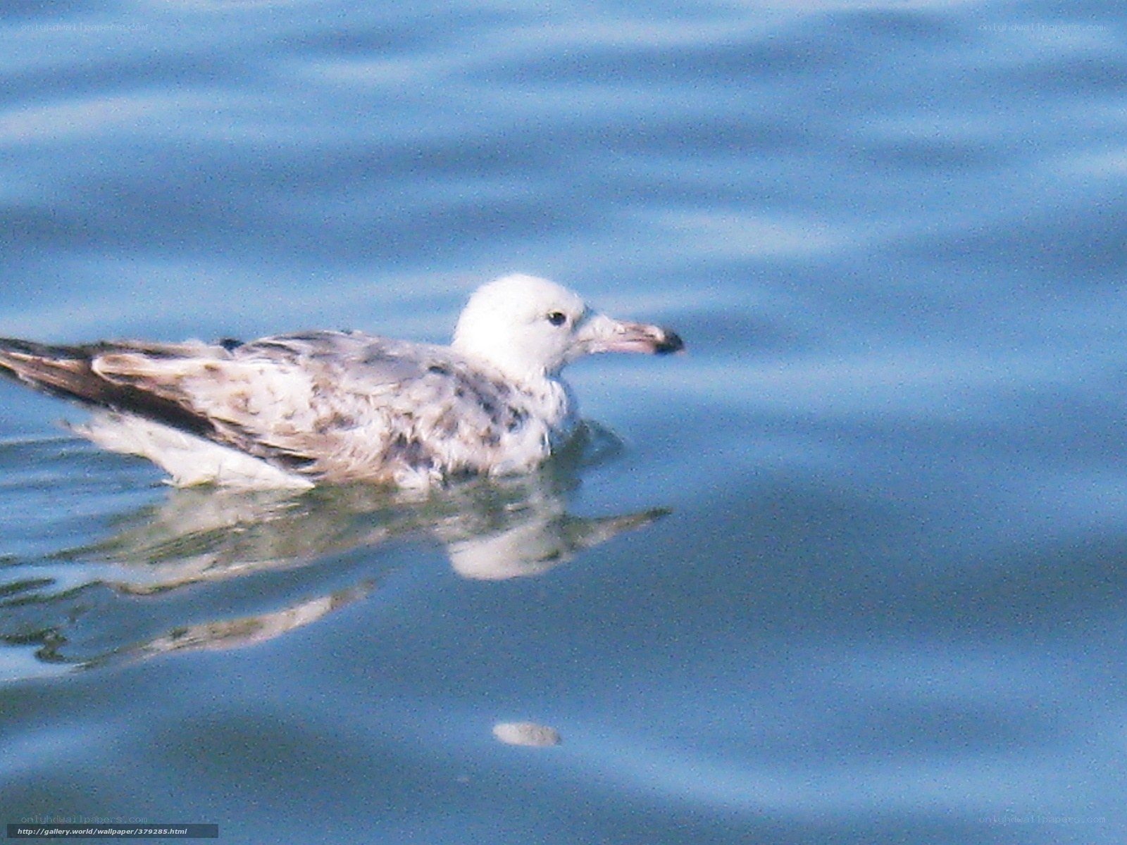 Seagull swimming in water