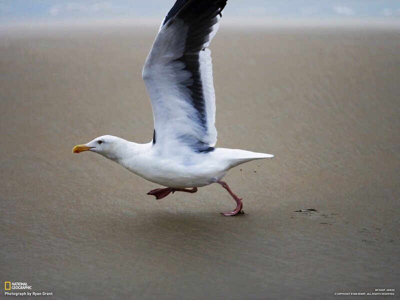 Seagull taking flight from beach