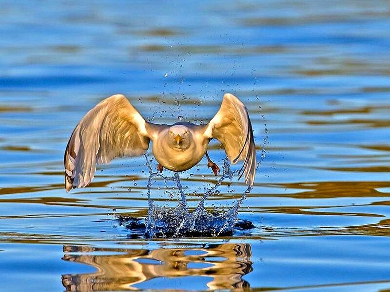 Seagull Taking Off — Blue, Dynamic