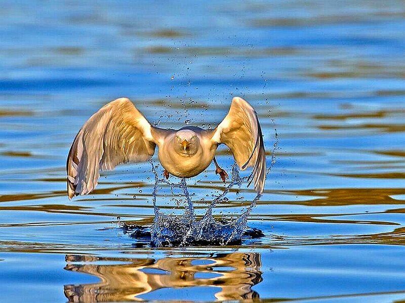 Seagull Taking Off — Blue