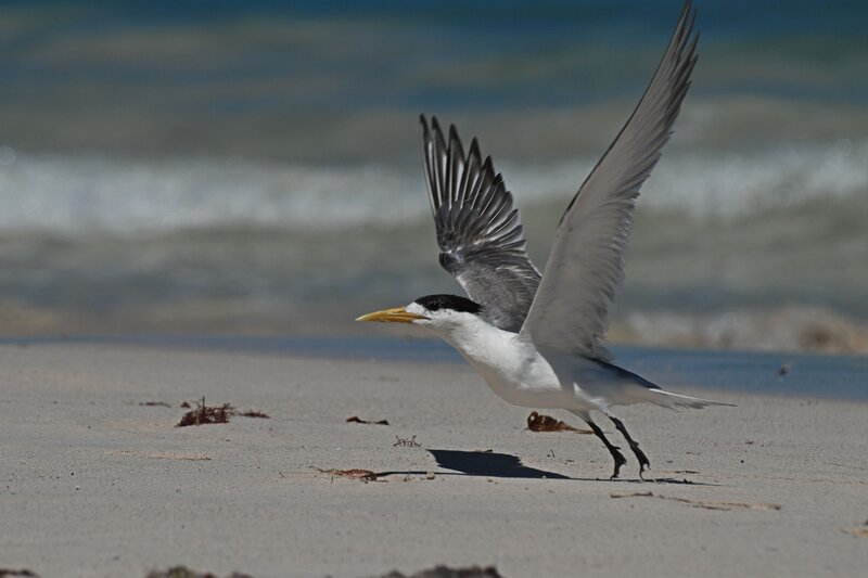 Seagull taking off from beach