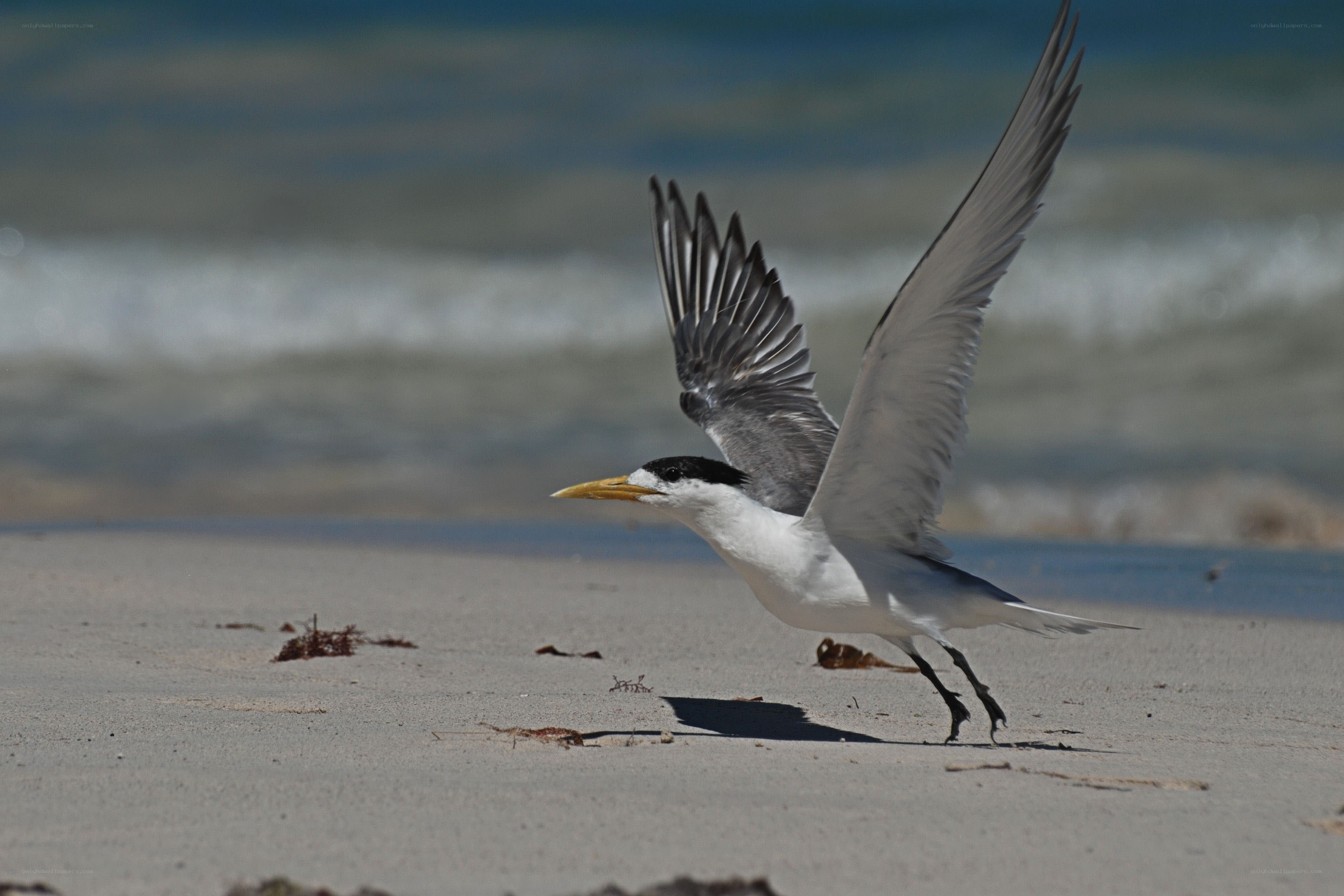 Seagull taking off from beach