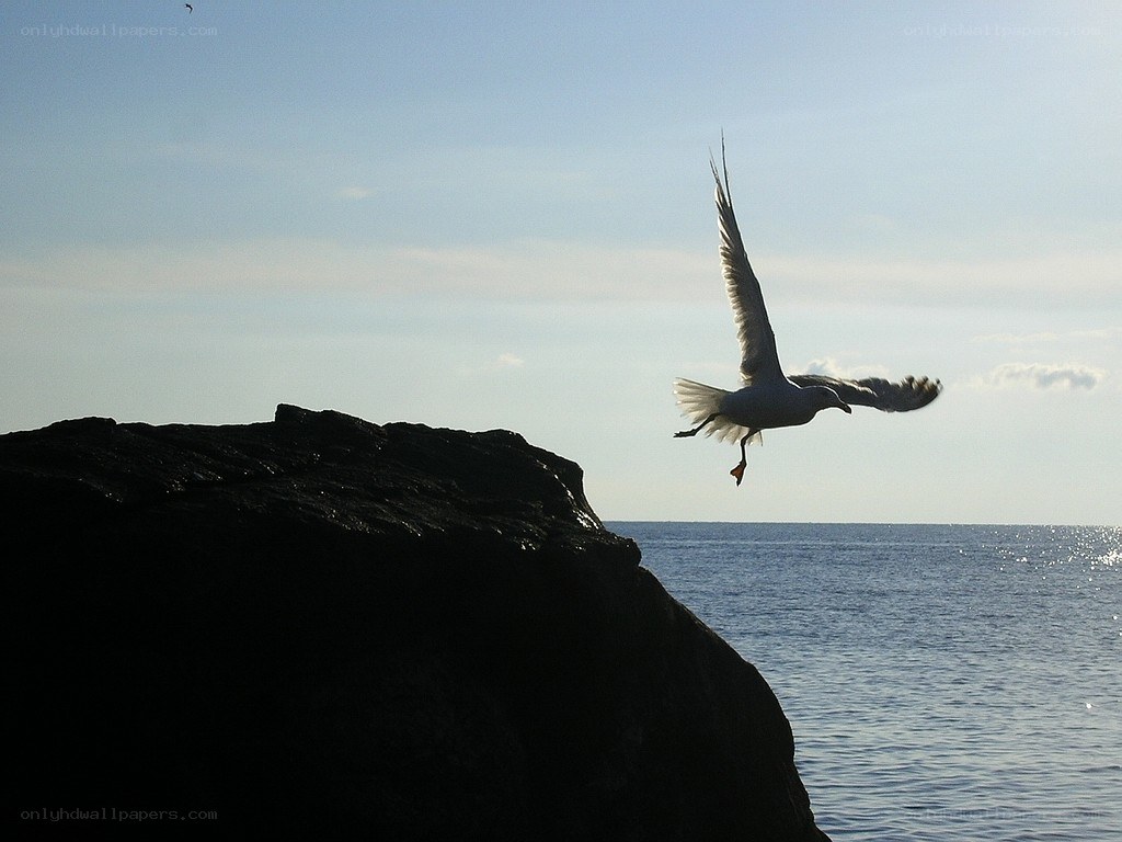 Seagull taking off from rock