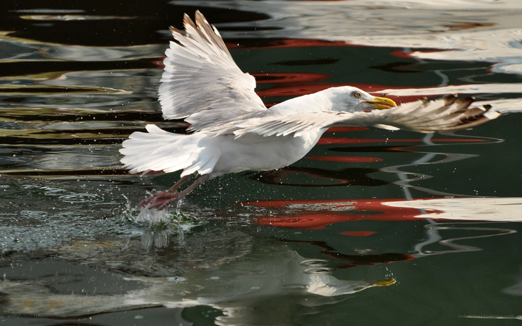 Seagull taking off from water