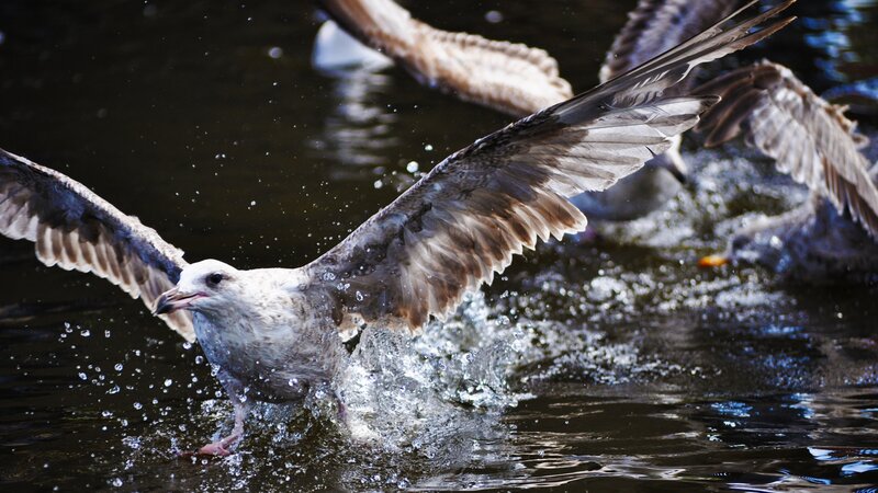 Seagull Taking Off — Gray