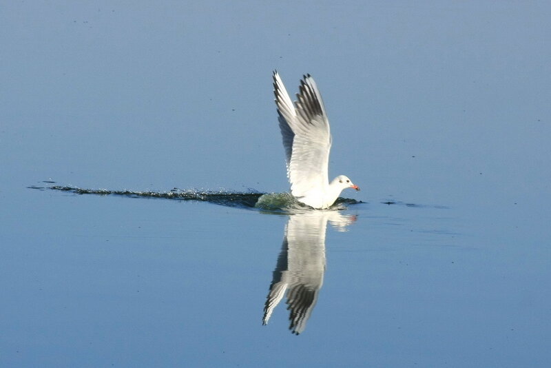 Seagull Taking Off