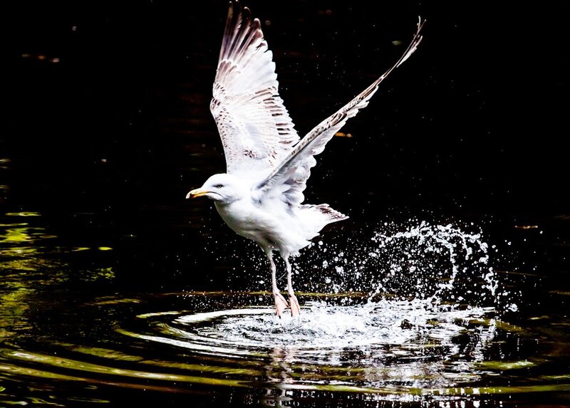 Seagull Taking Off — White