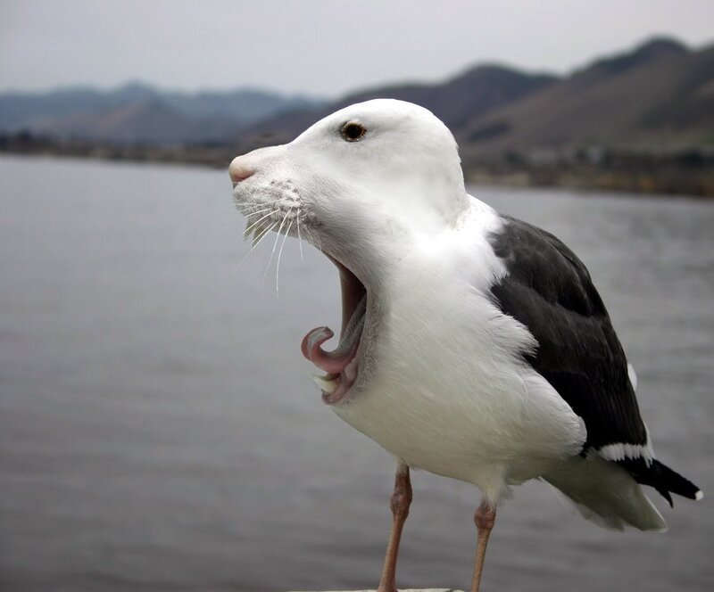 seagull with cat-like features