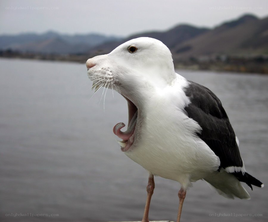 seagull with cat-like features