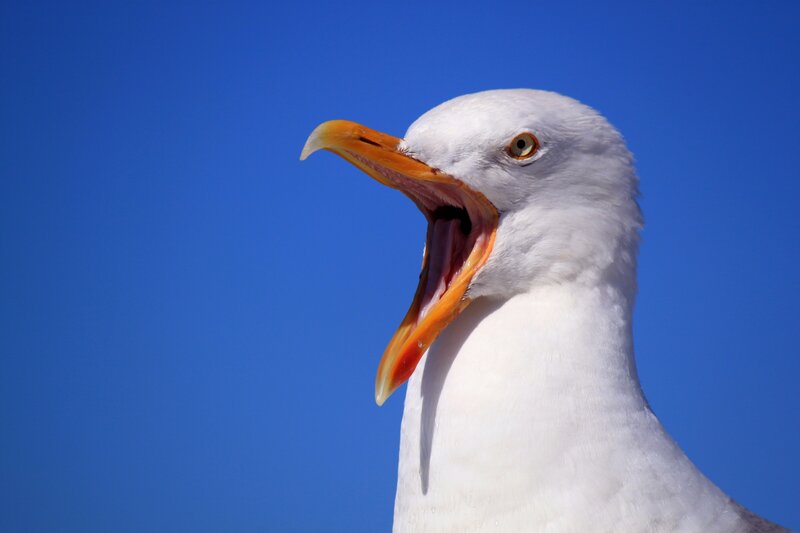 Seagull with Open Beak — Blue