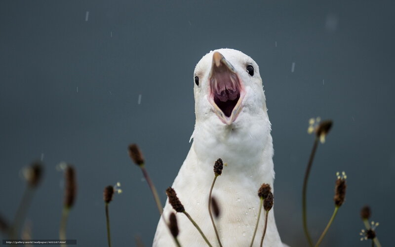 Seagull with open beak