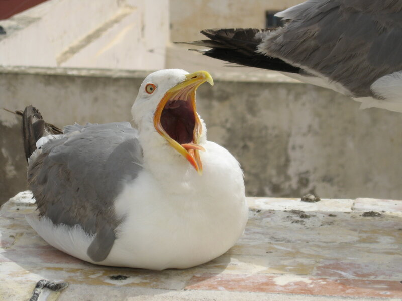 Seagull with Open Beak — White