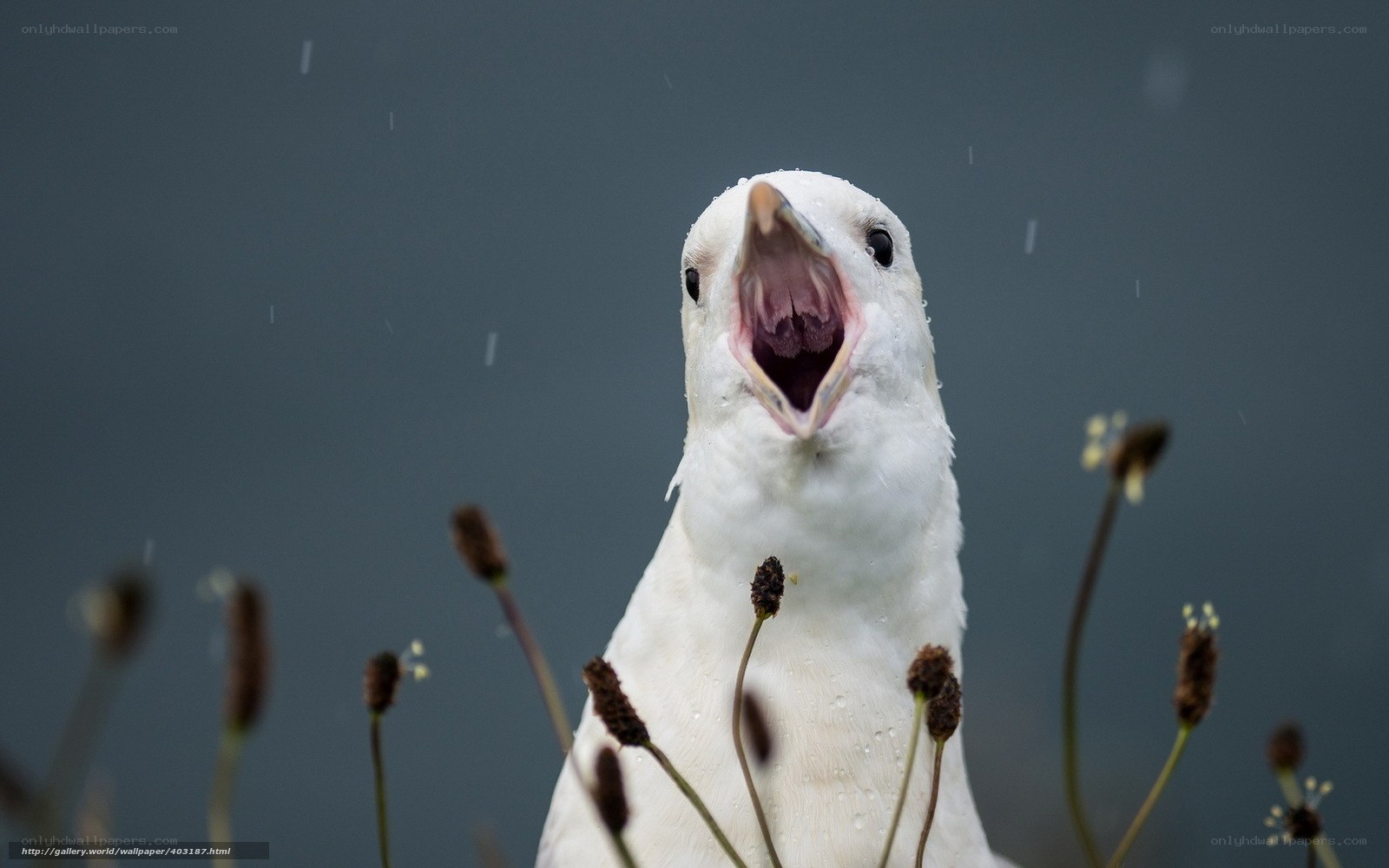 Seagull with open beak