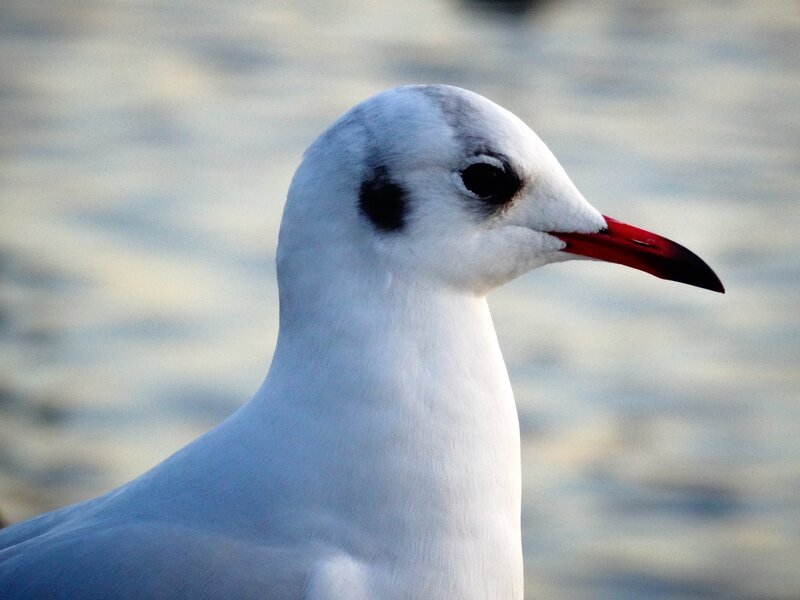 Seagull with Red Beak — White