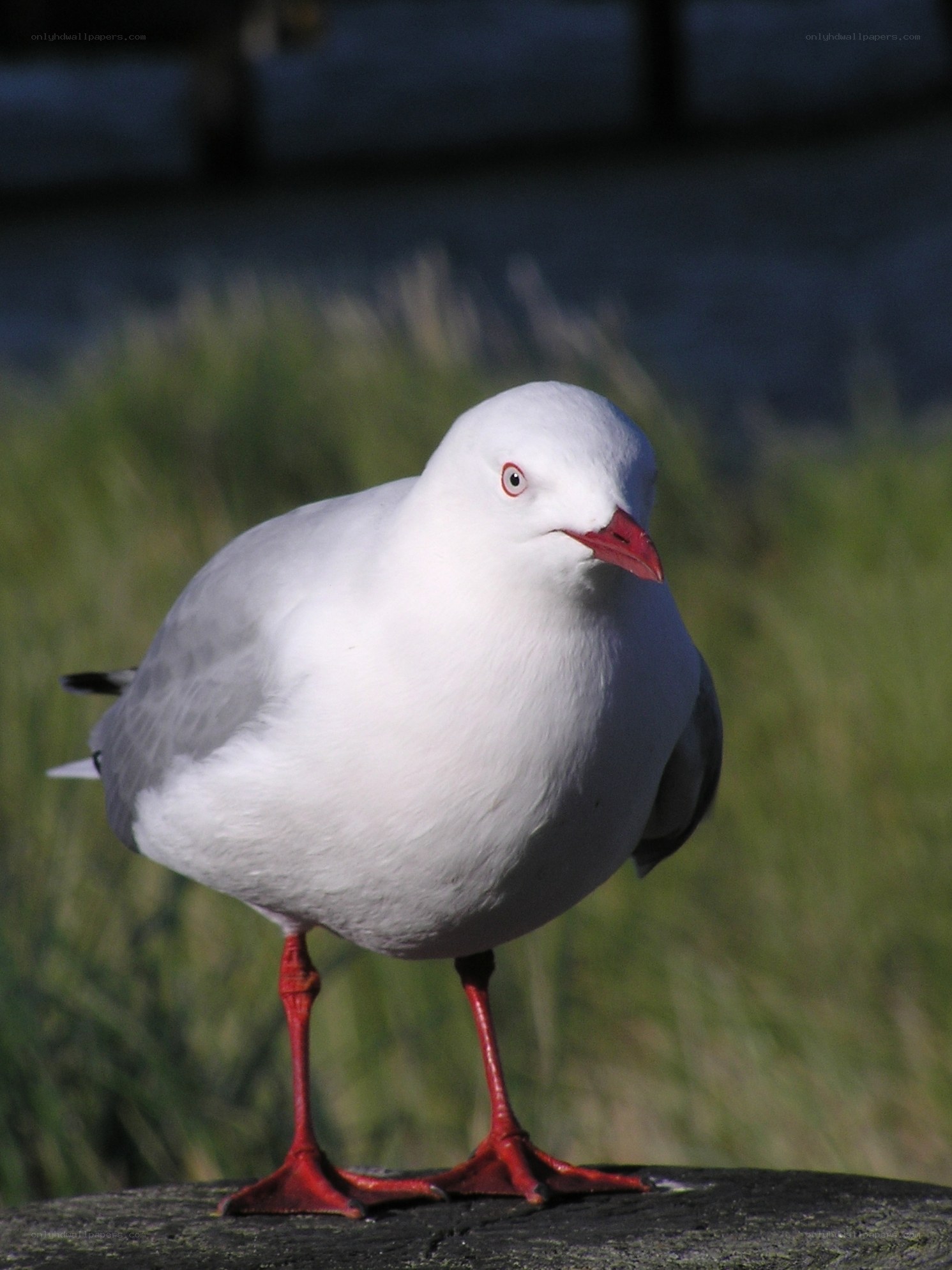 Seagull with red beak