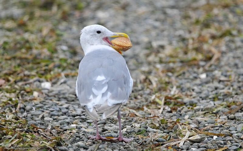Seagull with shell in beak