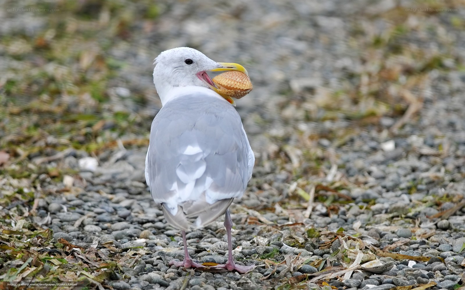 Seagull with shell in beak