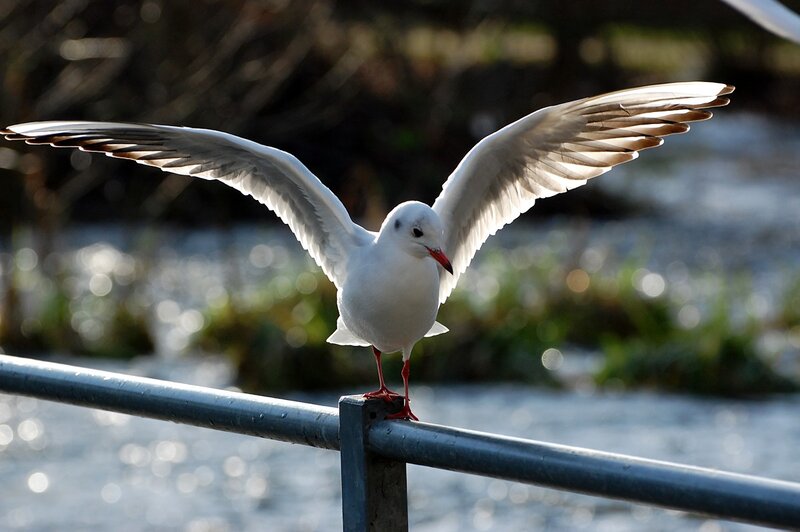 Seagull with wings spread