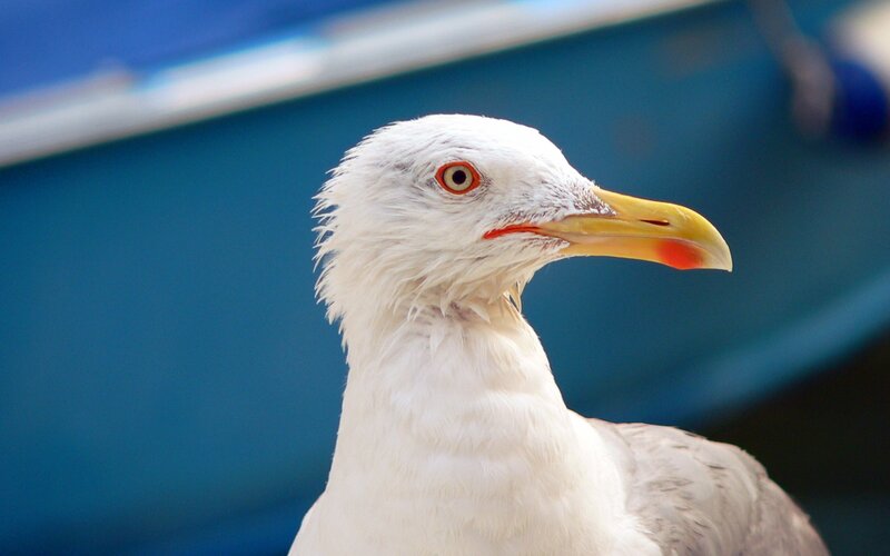 Seagull with Yellow Beak