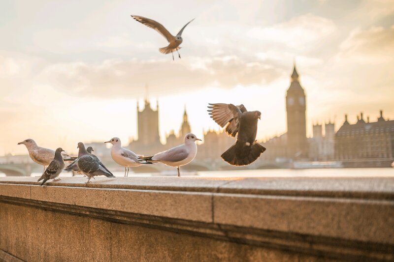 Seagulls and Pigeons