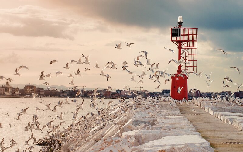 Seagulls at a red lighthouse