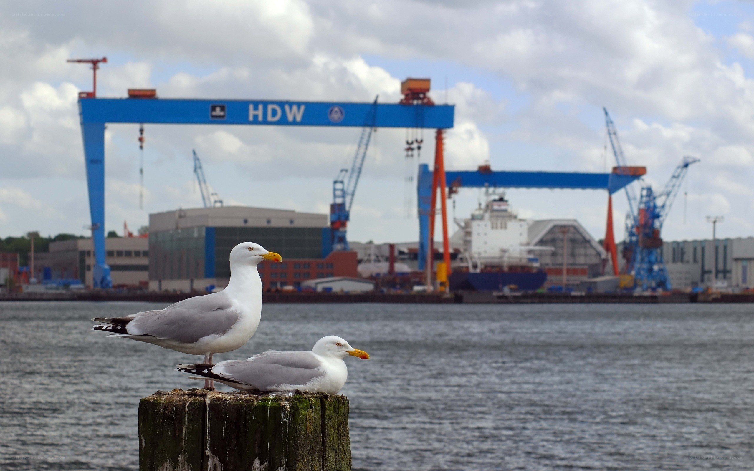Seagulls at a shipyard