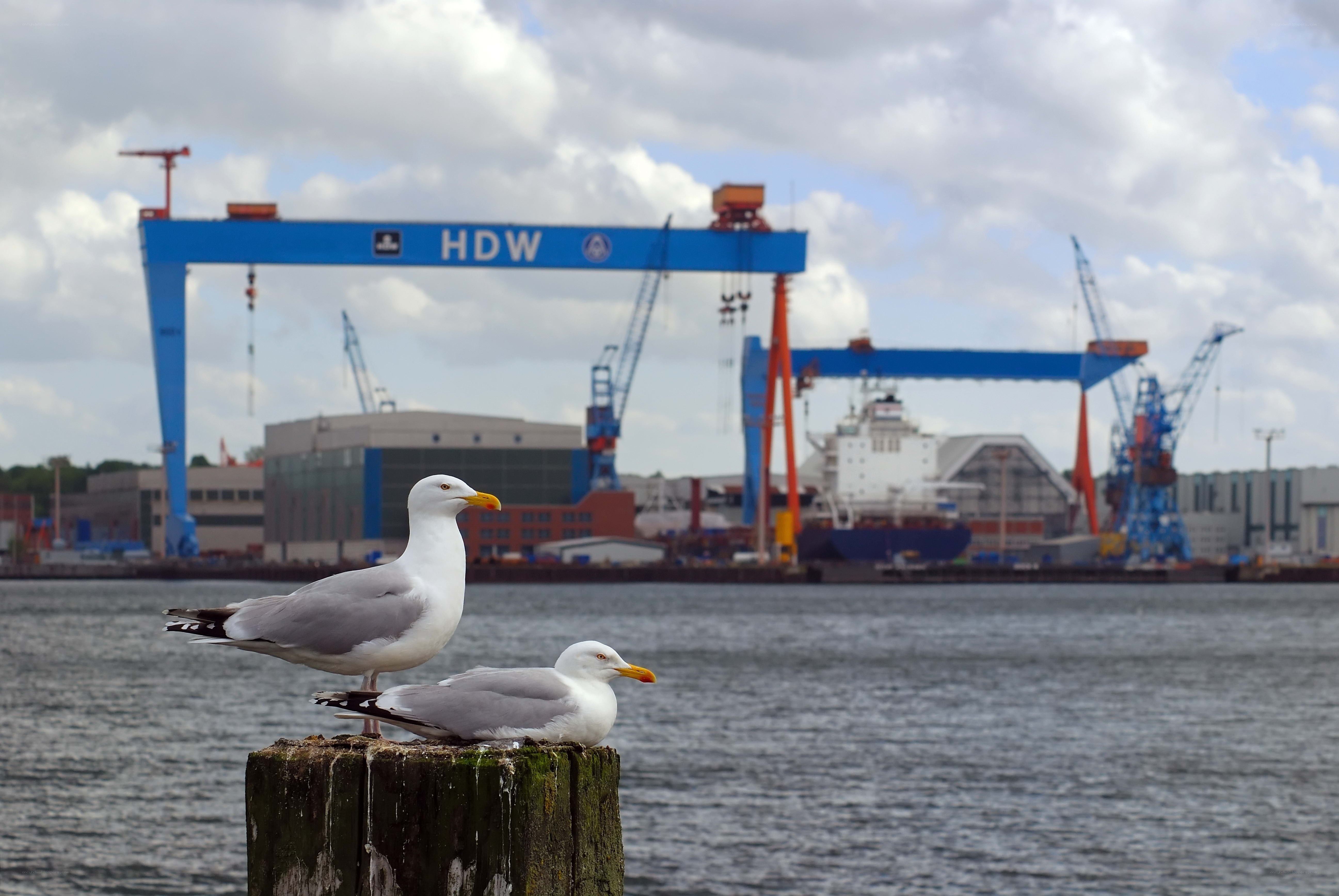 Seagulls at a shipyard