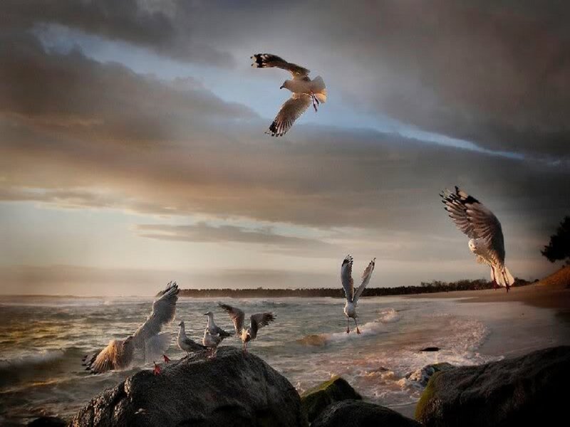 Seagulls at Beach