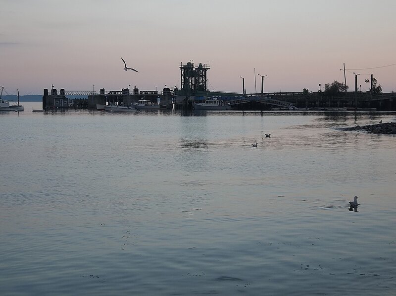Seagulls at Harbor — Gray
