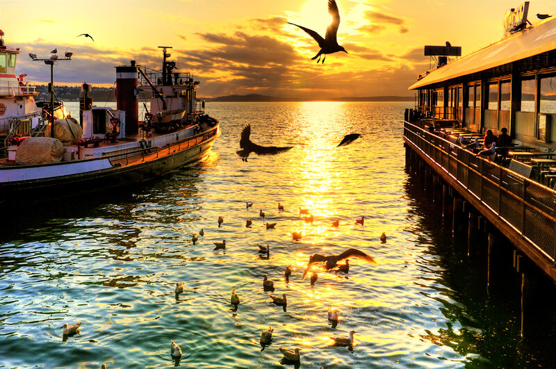 Seagulls at Harbor
