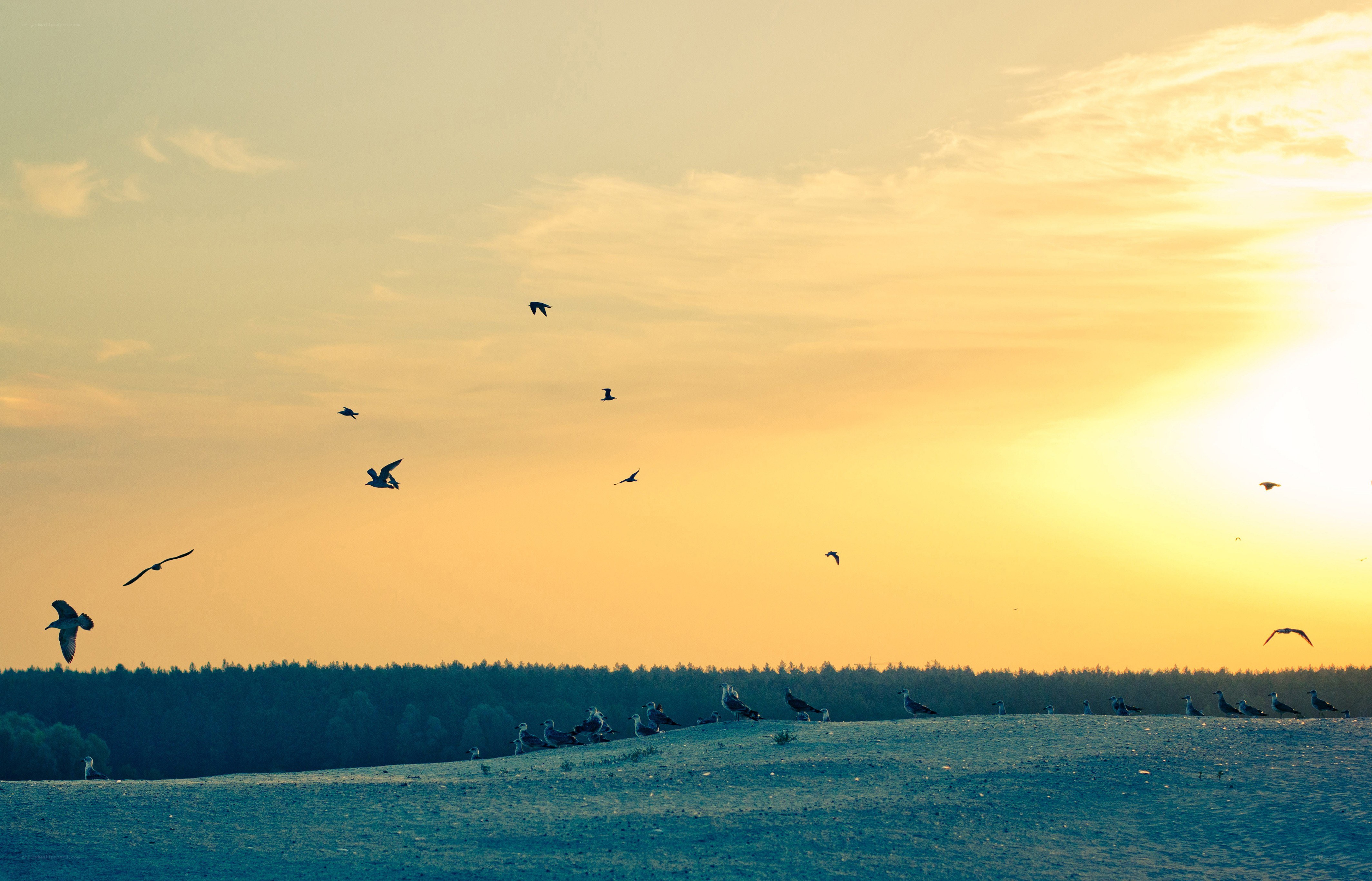Seagulls at sunset