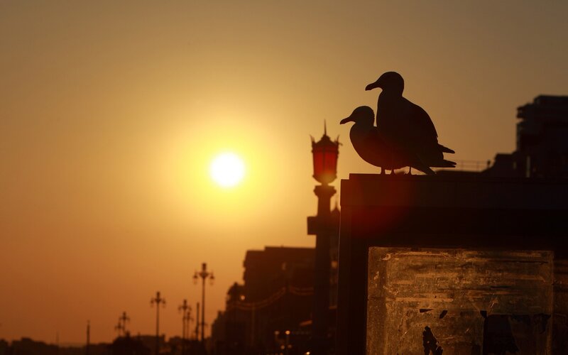 Seagulls at sunset