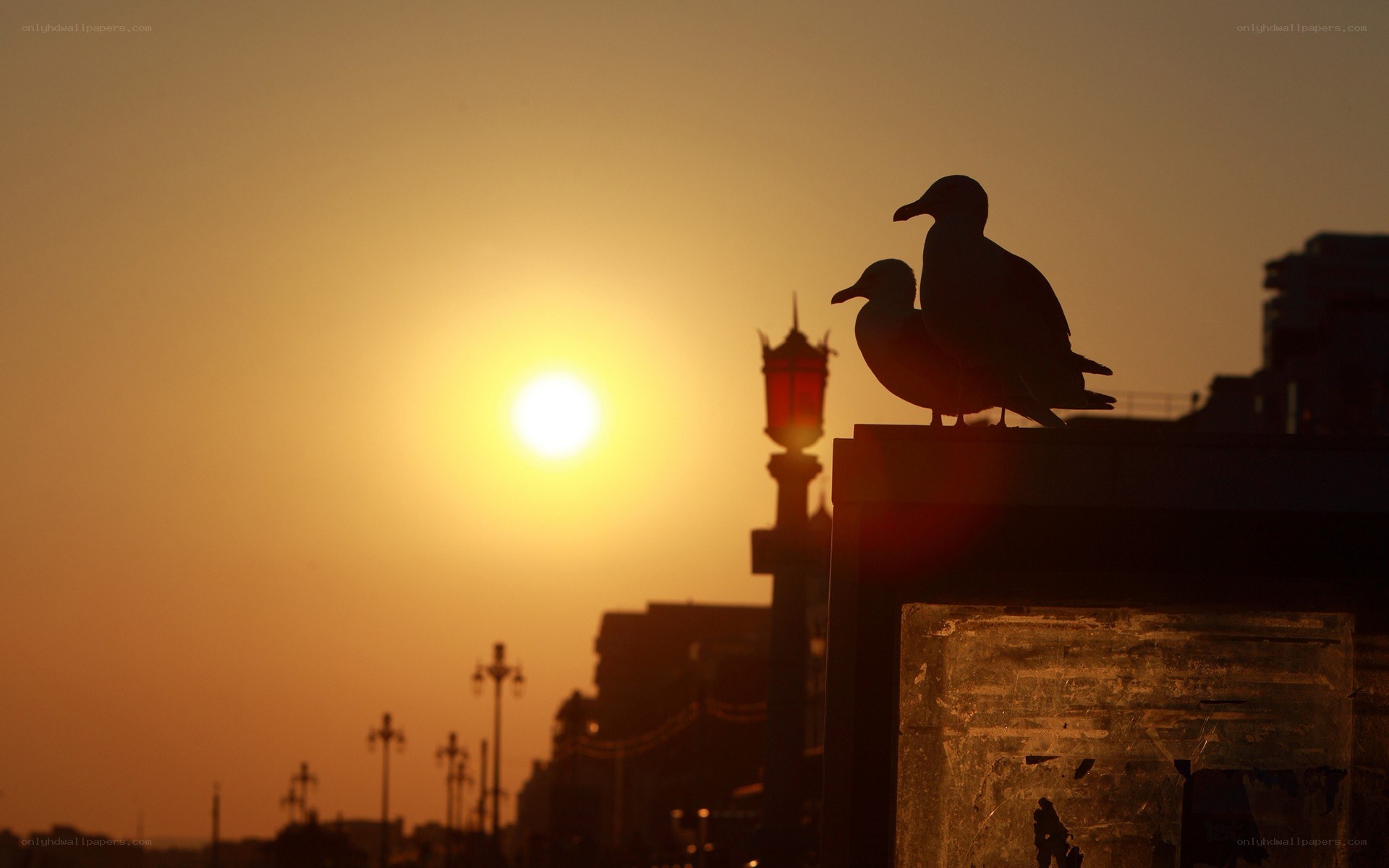 Seagulls at sunset