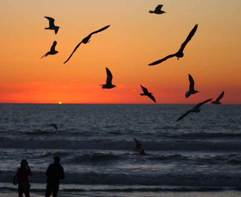 Seagulls at sunset