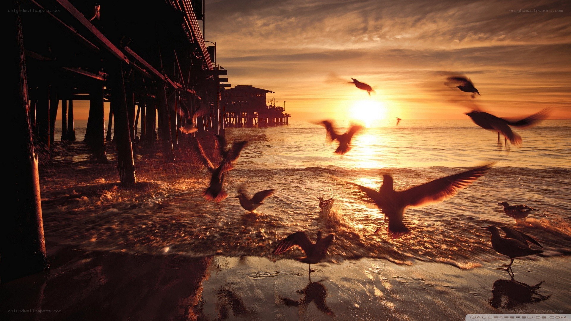 Seagulls at sunset by pier
