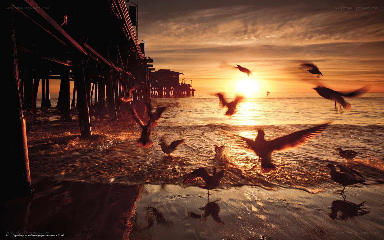 Seagulls at Sunset by Pier