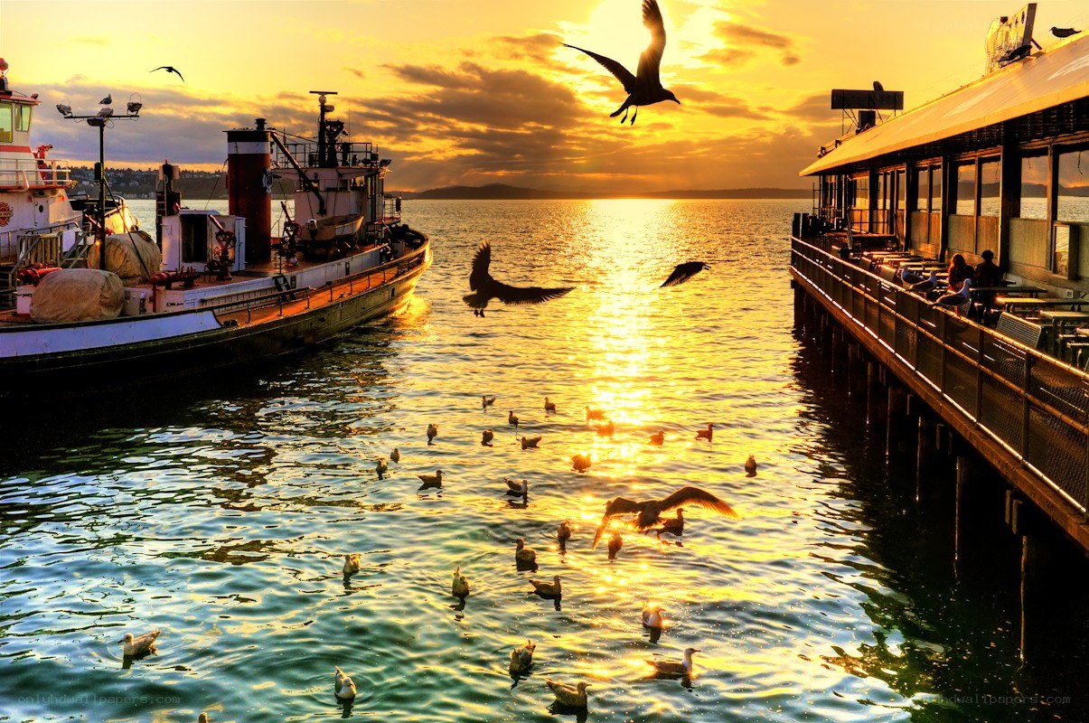 Seagulls at sunset by the pier